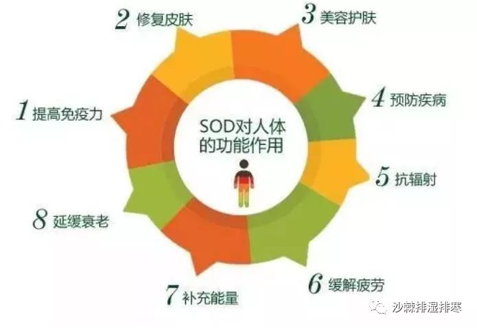 沙棘為什么能被稱為“口服的化妝品”？